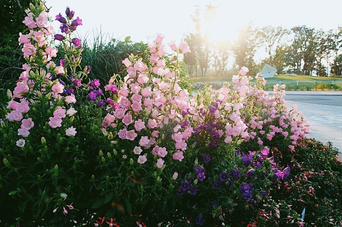 Cánh đồng lau sậy Hàn Quốc